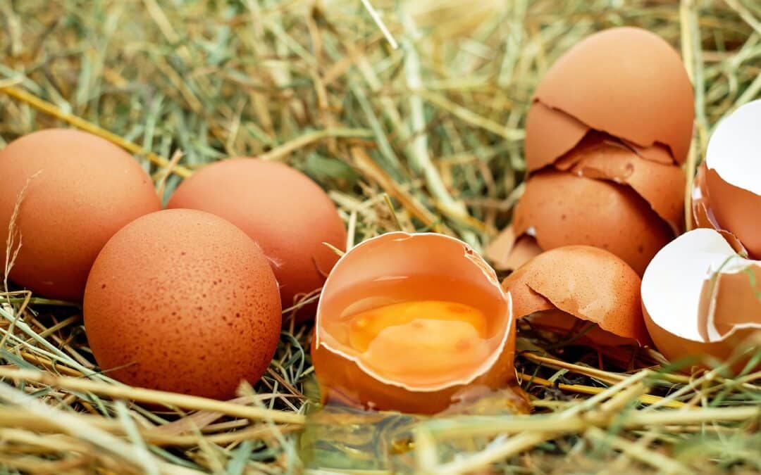 Deutschland isst mehr Eier